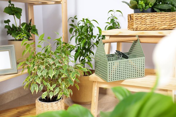 Plante d'intérieur: pour purifier l'air et pour une touche de fraicheur chez soi